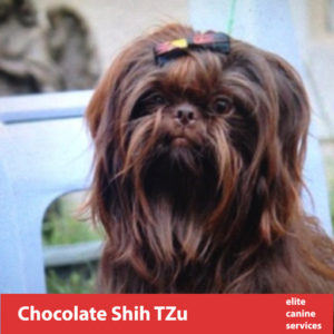 Chocolate Shih Tzu