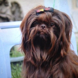 Chocolate Shih Tzu