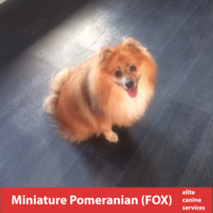 Miniature Pomeranian