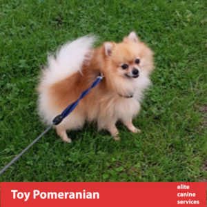 Miniature Pomeranian