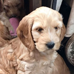 Cockerpoo golden dog